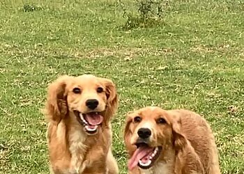 Moorview Kennels & Cattery