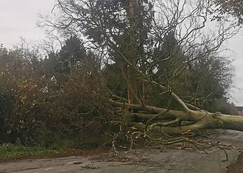 Mortimer Tree Services