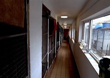 Mosborough Kennels & Cattery