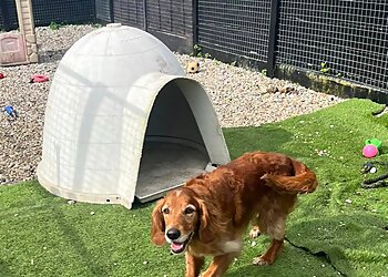 Trafford boarding kennels Moss Cottage Boarding Kennels image 1