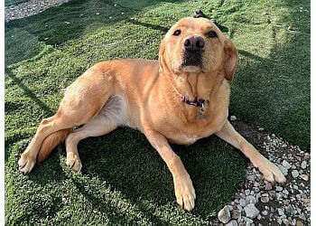 Moss Cottage Boarding Kennels & Cattery