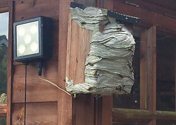 MrWaspman Pest Control