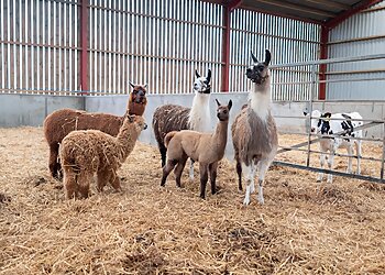 Mrs Dowsons Farm Park