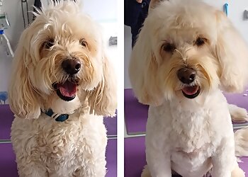 Mucky Mutts Professional Pet Grooming