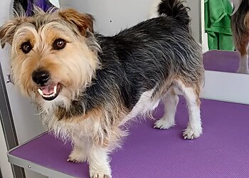 Mucky Mutts Professional Pet Grooming