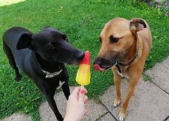 Mucky-Paws Dog Walking & Pet Care