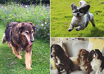 Mucky-Paws Dog Walking & Pet Care