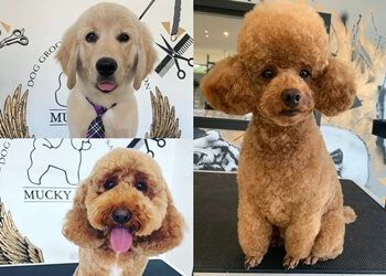 Mucky Pups Grooming School & Salon