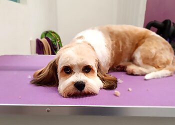 Mucky mutz to clean cuts