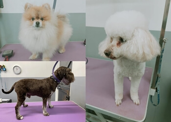 Mucky mutz to clean cuts