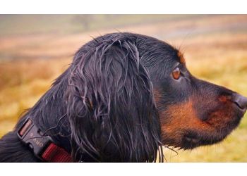 dash hound walk binghamton ny