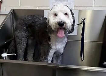 Muddy Paws Express Dog Wash & Grooming Service