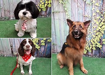 Muddy Paws Express Dog Wash & Grooming Service