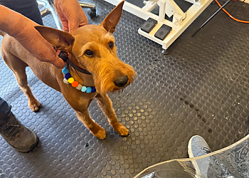 Muddy Paws 'N' Claws