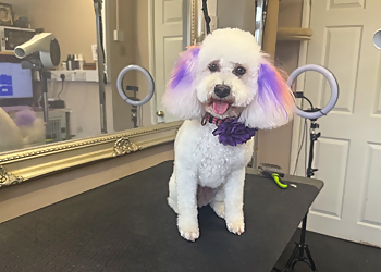 Muddy Paws 'N' Claws