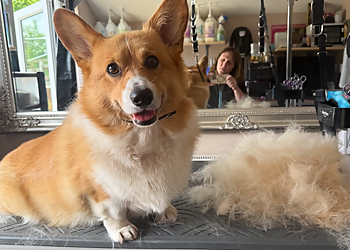 Muddy Paws 'N' Claws