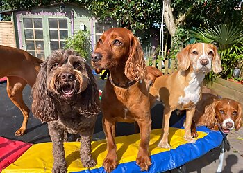 Muddy Paws Pet Services & Home Boarding, Swansea