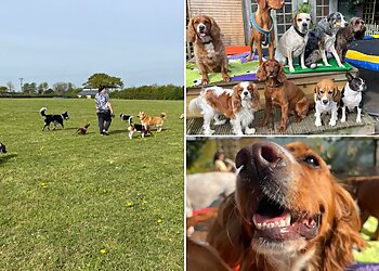 Muddy Paws Pet Services & Home Boarding, Swansea