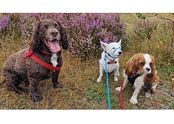 Muddy Paws and Waggy Tails Dog Walking Services