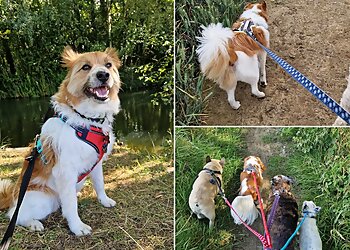 Muddy Paws and Waggy Tails Dog Walking Services