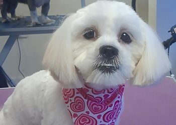 Muddy hounds grooming services