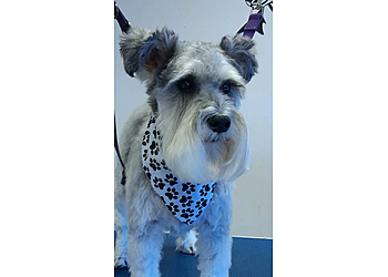 Muddy hounds grooming services Muddy hounds grooming services