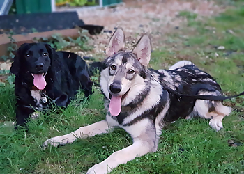 Mutts & Mischief