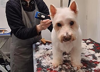 Mutz Cutz Dog Grooming Spa