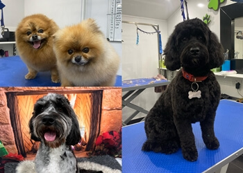 Mutz Cutz Dog Grooming Spa
