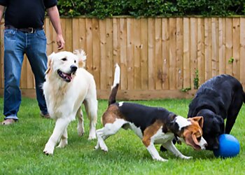 My Best Friend Dog Care