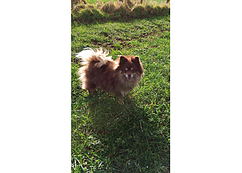 My Best Friend Dog Care Stafford