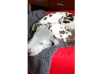 My Best Friend Dog Care Stafford