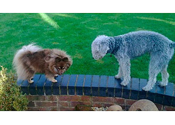 Stafford dog daycare centre My Best Friend Dog Care image 1