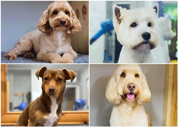 3 Best Pet Grooming in Plymouth, UK - ThreeBestRated 3 Best Pet Grooming in Plymouth, UK - ThreeBestRated