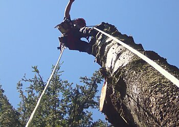 Neill Gretton Tree Surgeon and Arboriculturalist