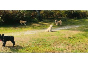 New Forest Dog Sitters (Toy & Small Breeds)