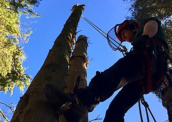 New Forest Tree Surgery