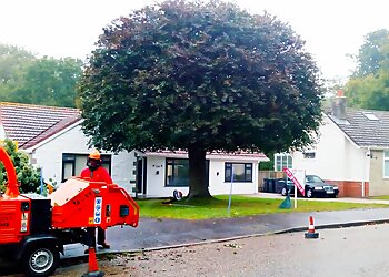 New Forest Tree Surgery