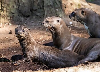 New Forest Wildlife Park