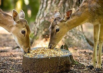 New Forest Wildlife Park