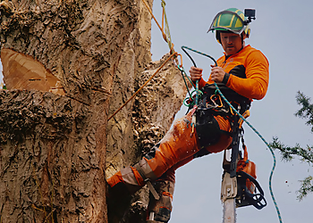 Newcastle Tree Services