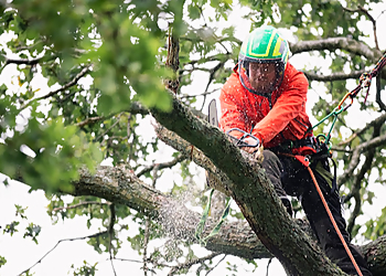 Newcastle Tree Services