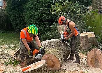 Newcastle Tree Services