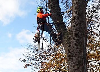 Newcastle Tree Services