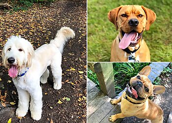 Nicola's Dog Walking & Pet Care