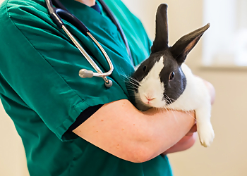 Nithsdale Vets Limited