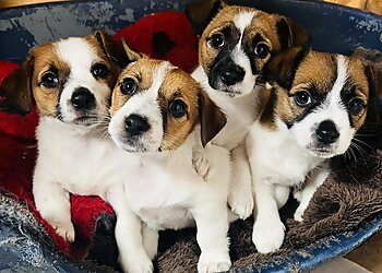 Nivensknowe Boarding Kennels