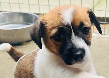 Nivensknowe Boarding Kennels