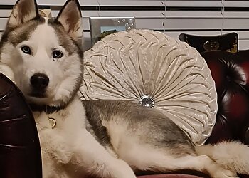 Noah's Ark Pet Holiday Home