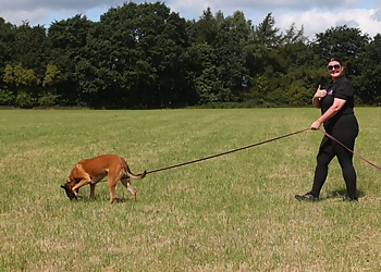 North K9 Training 